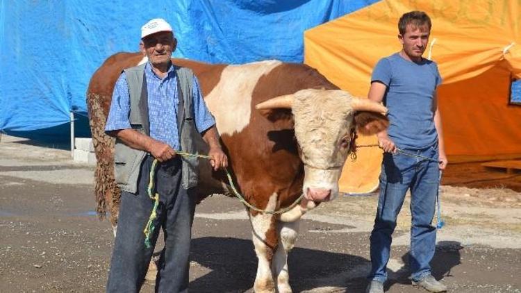 1 Tonluk Kurbanlık Tosun 15 Bin TL’ye Alıcısını Bekliyor