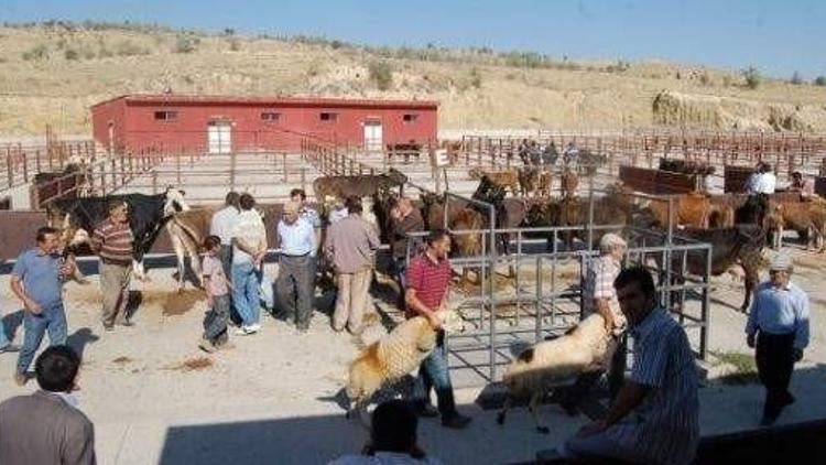 Nevşehir’de Kurbanlık Fiyatları El Yakıyor