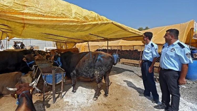 Konak’ta Kurban Satış Ve Kesim Yeri Hazır