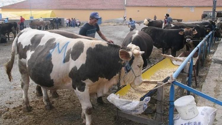 Yozgat’ta Kurbanlıklar Satışa Çıktı