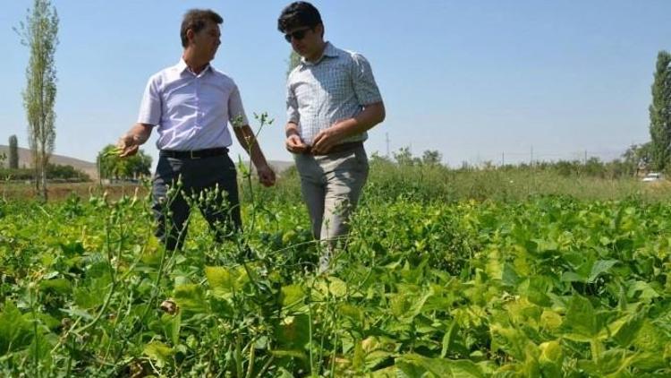 Niğde’de Kuru Fasulye Hasadı Başladı