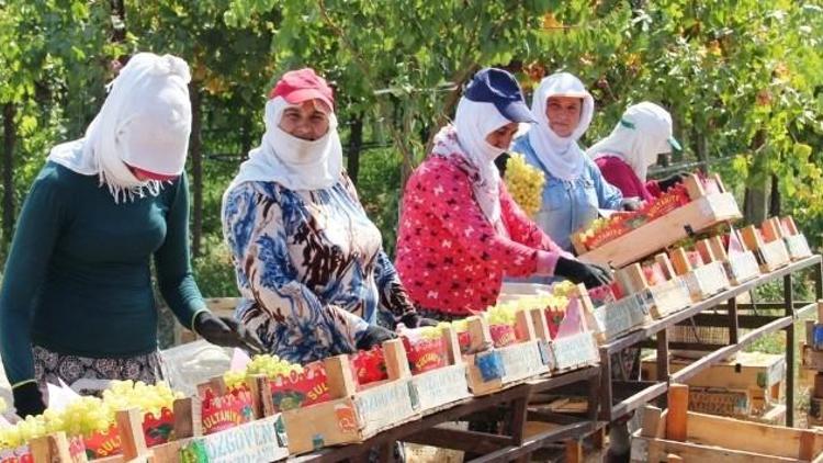 Sarıgöl’de Yaş Ve Kuru Üzüm Fiyatları Sevindirdi