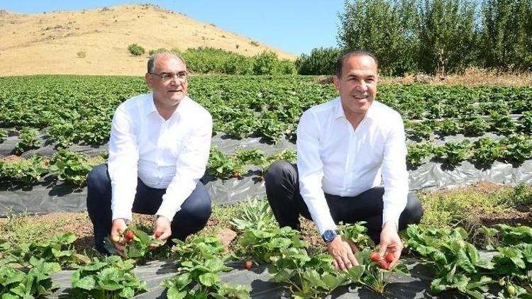 Pozantı’da Çilek Hasadı