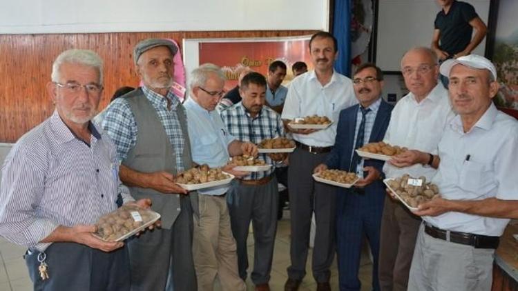 Niksar’da En İyi Yerli Ceviz Yarışması