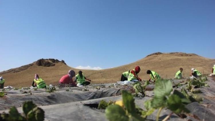 Özalp’ta 20 Bin Çilek Fidesi Ekildi