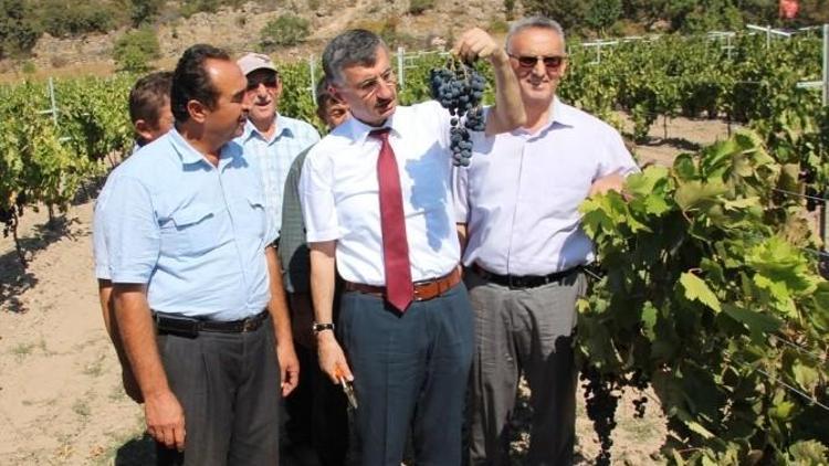 Manisa’da Organik Sofralık Üzüm Yetiştiriciliği Yaygınlaşıyor