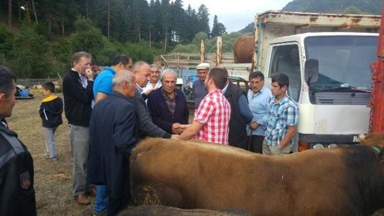 Azdavay’da Kurban Pazarı Açıldı