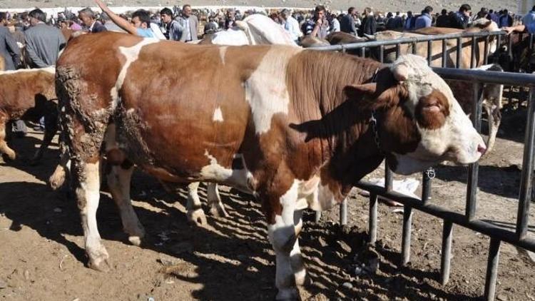 Erzurum Besicilikte 1’inci Sırada