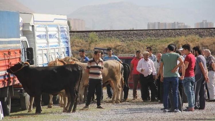 Oymaağaç Kurban Pazarı Kurban Almak İsteyenlerin Akınına Uğradı