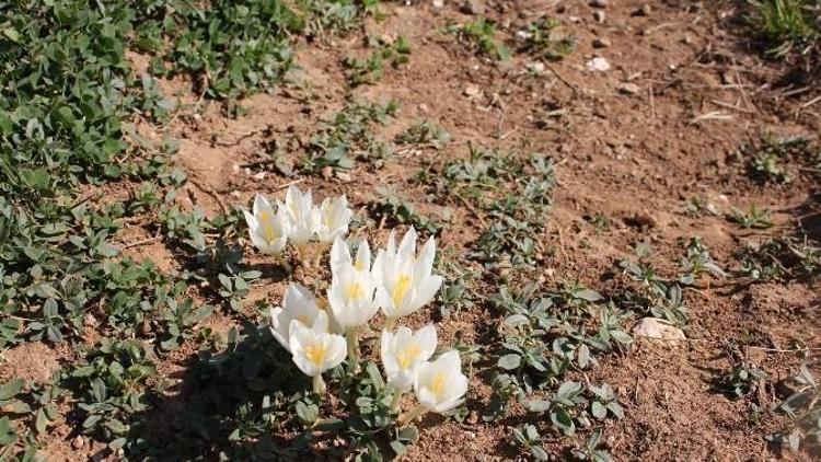 Kışın Habercisi Oltu’da Vargit Çiçekleri Açtı