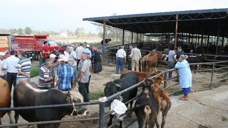 Düzce’de Geçen Yıla Göre Kurbanlık Satışı Düşecek