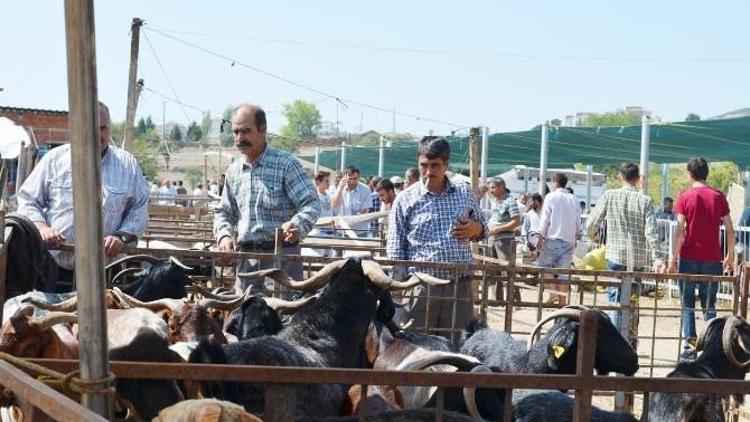 Kula’da Küçükbaş Kurbanlık Fiyatları El Yakıyor