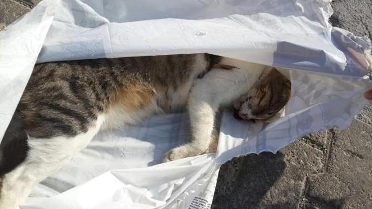 Kuşadası’nda Kedi Ve Köpek Zehirlenmeleri