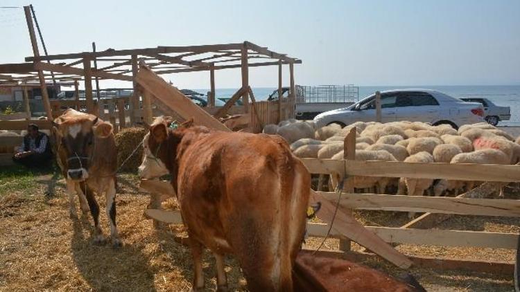 Kurban Keseceklere “Küçükbaş Hayvan” Tavsiyesi