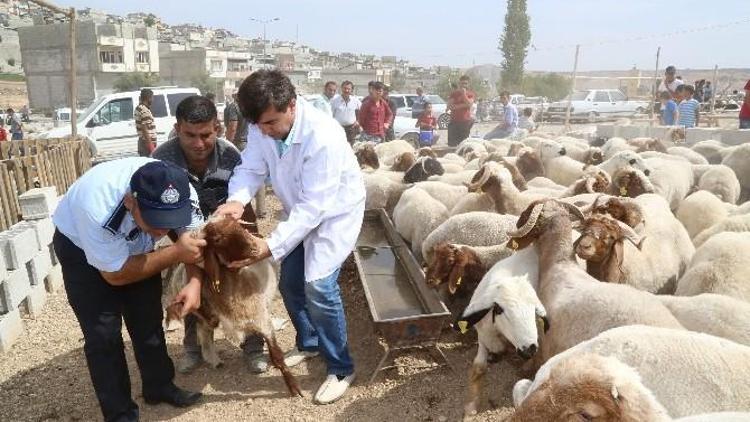 Kurbanlıklar Veteriner Kontrolünden Geçti