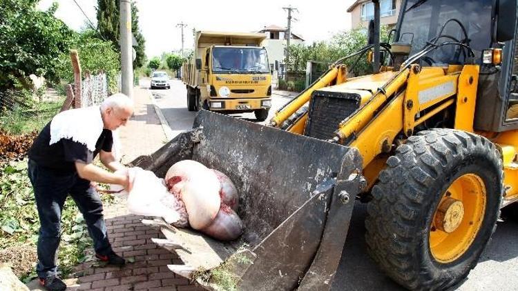 Kurban Atıkları Toplanıyor