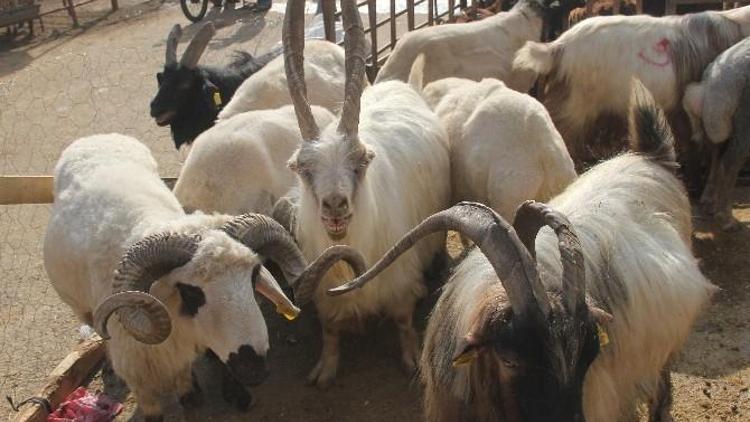 Dik Boynuzlu Kurbanlık Keçi İlgi Odağı Oldu