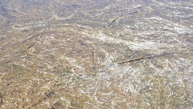 Mogan Gölü’nde Yine Balık Ölümleri