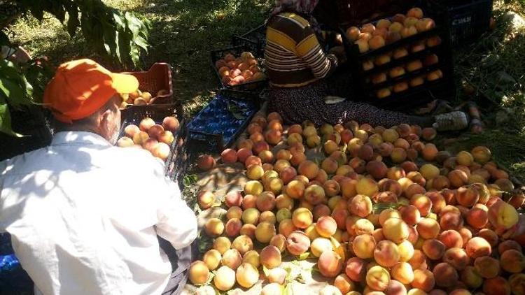 Büyükşehir Yetkilileri, Mısır Ve Şeftali Üreticilerinin Sorunlarını Dinledi