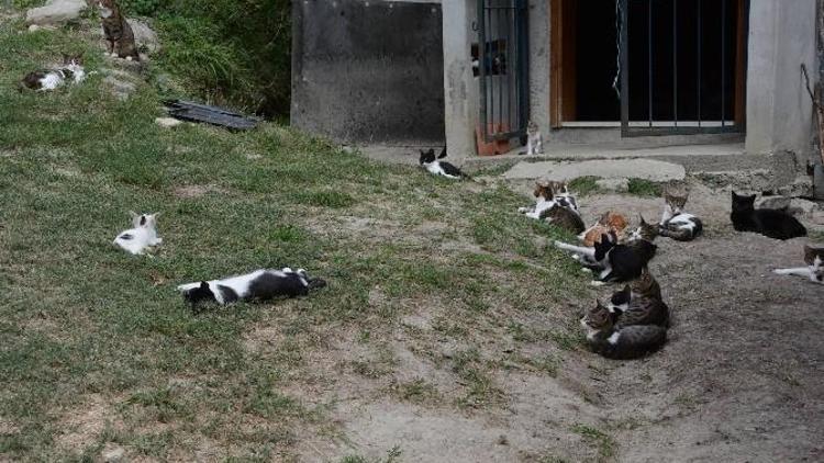 Yaşlı Kadının Kedi Sevgisi