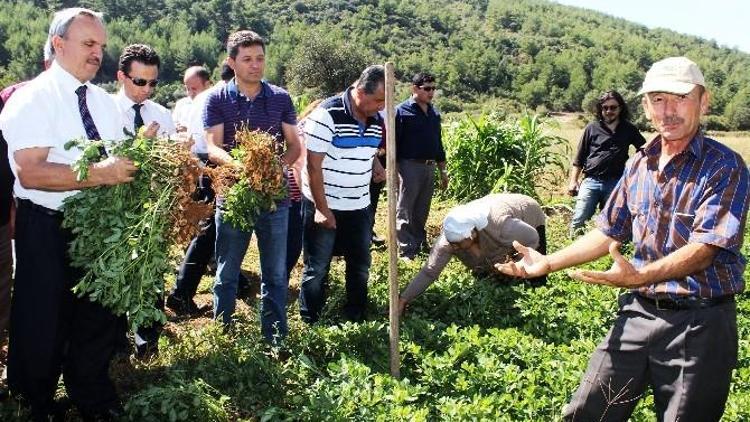 Çiftçinin Yeni Gözdesi ‘Yer Fıstığı’