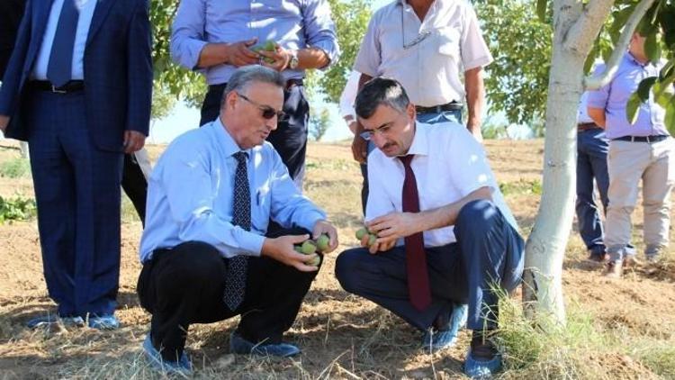 Manisa Ceviz Üretim Alanında Ülke Birincisi