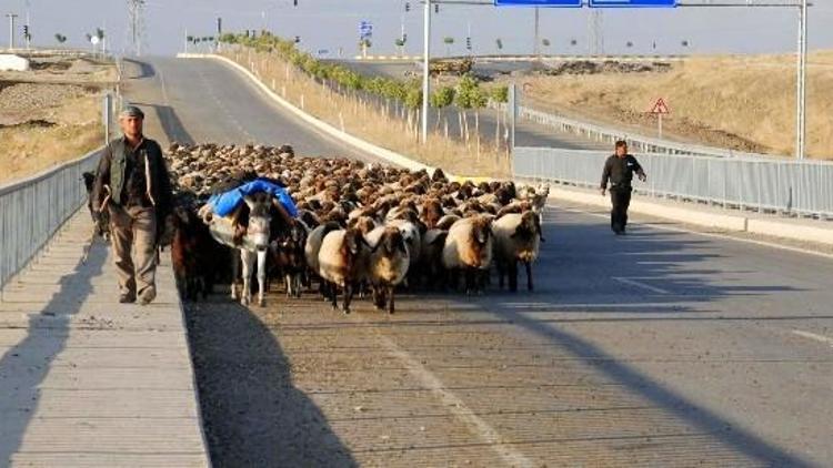 Havaların Soğumaya Başlaması İle Birlikte Göçerlerin Zorlu Geri Dönüş Yolculuğu Başladı