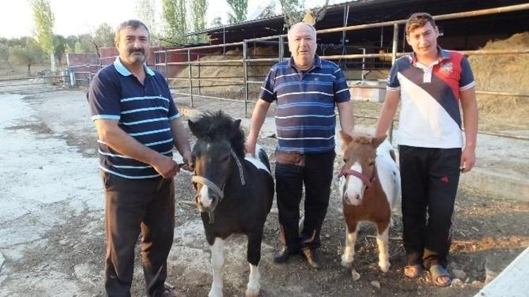 Gömeç’te Ali Babanın Çiftliği