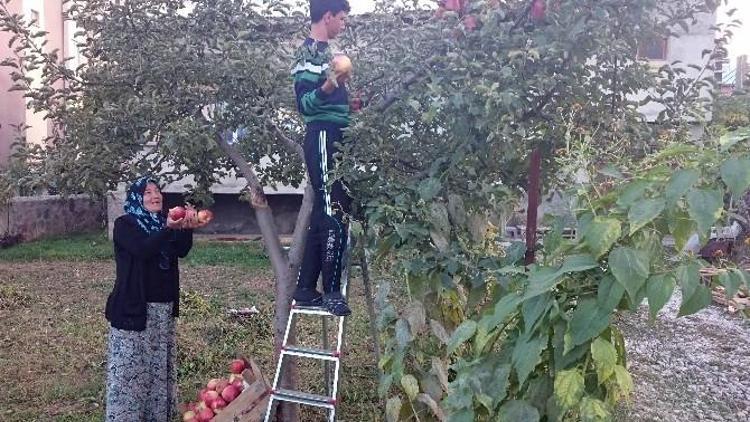 Göksun’da Elma Hasadı Başladı