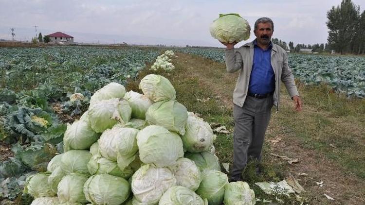 Muş’ta Lahana Hasadı Başladı