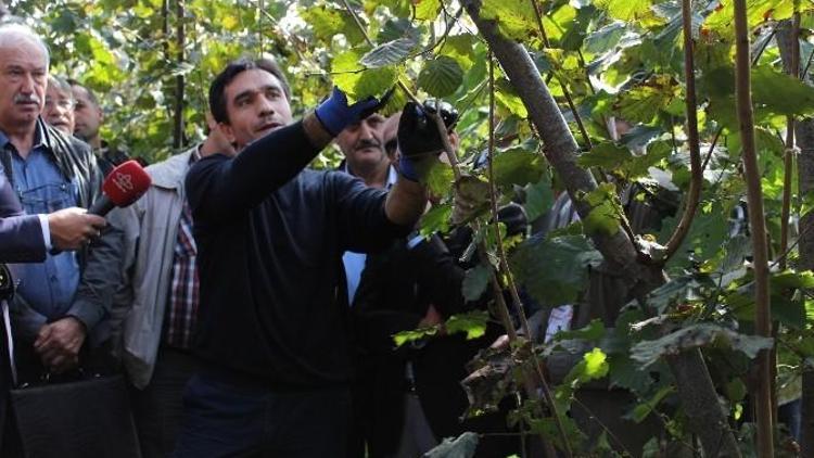 Fındıkta Doğru Budama Eğitimi