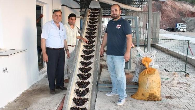 Kumluca’da İlk Zeytinyağı Sıkıldı