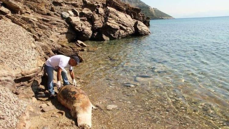 Kuşadası Körfezi’nde Yunus Ölüsü Karaya Vurdu