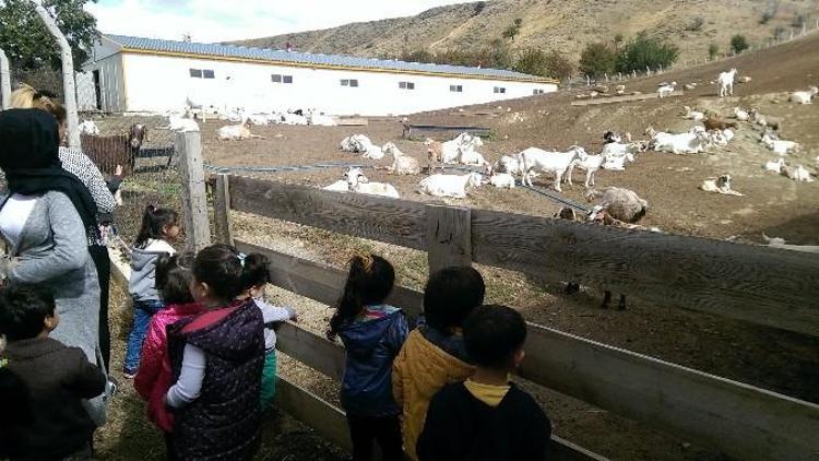 Keçiören Çodam Minikleri Doğayla Buluşturdu