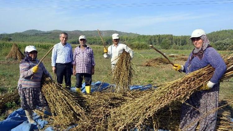 Seydikemer’de Susam Hasadına Başlandı