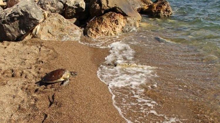 Kuşadası’nda Deniz Kaplumbağası İçin Seferberlik