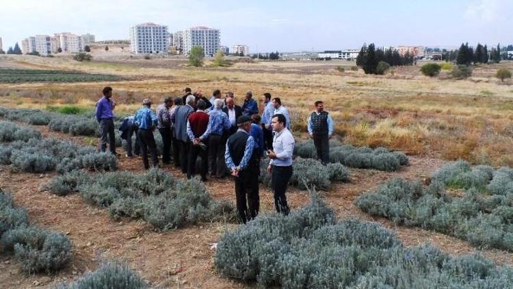 Yunusemre’den Lavanta Üretimi İçin İnceleme Gezisi