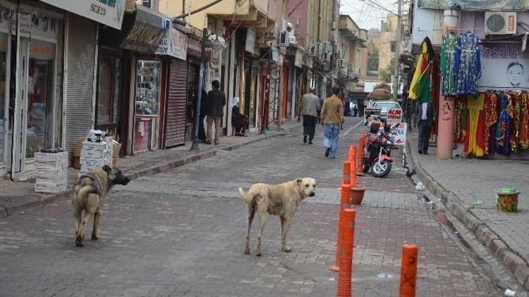 Viranşehir’deki Başı Boş Köpekler Korkutuyor