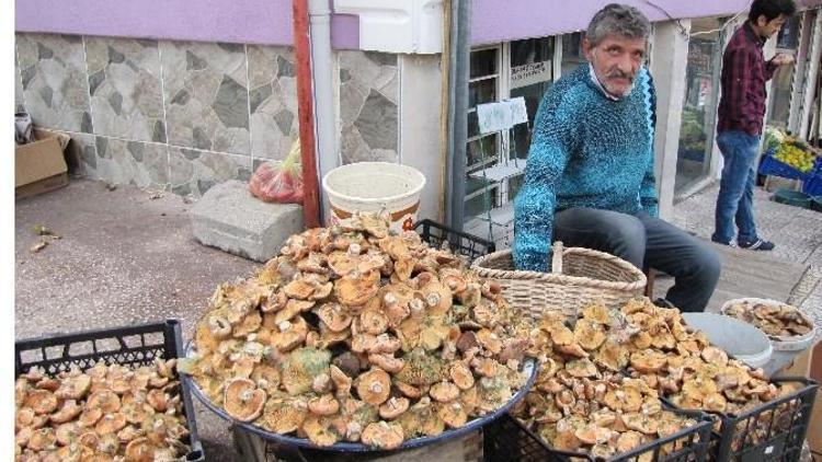 Melki Mantarı Gelir Kaynağı Oldu