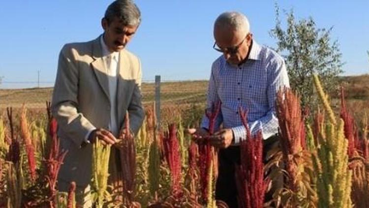 Yozgat’ta Deneme Ekimi Yapılan Amarant Bitkisinin Üretiminde Başarı Elde Edildi