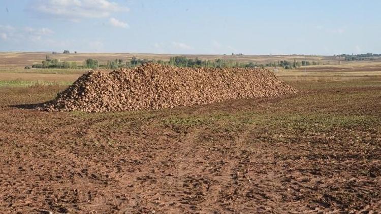 Tarla Silo Ve Randevulu Sistem Uygulamasında Kayseri Şeker’in Başarısı