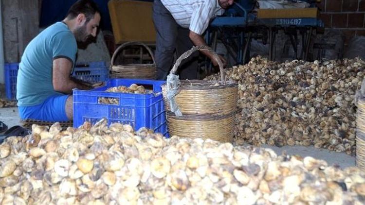 İncirde Hidrojen Peroksit Kullanımı Tehlike Saçıyor