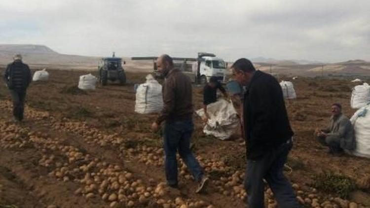 Ahlat’ta Bu Yıl 150 Bin Ton Patates Üretimi Yapıldı