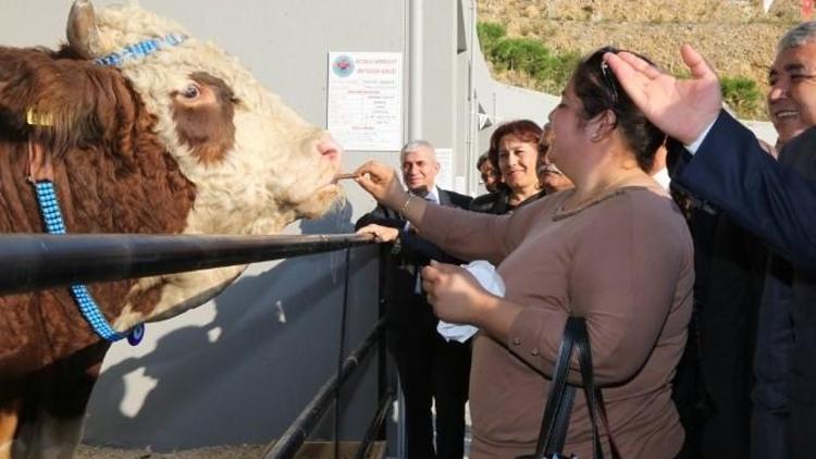 Anadolu EXPO 2. Canlı Hayvan Fuarı Devam Ediyor