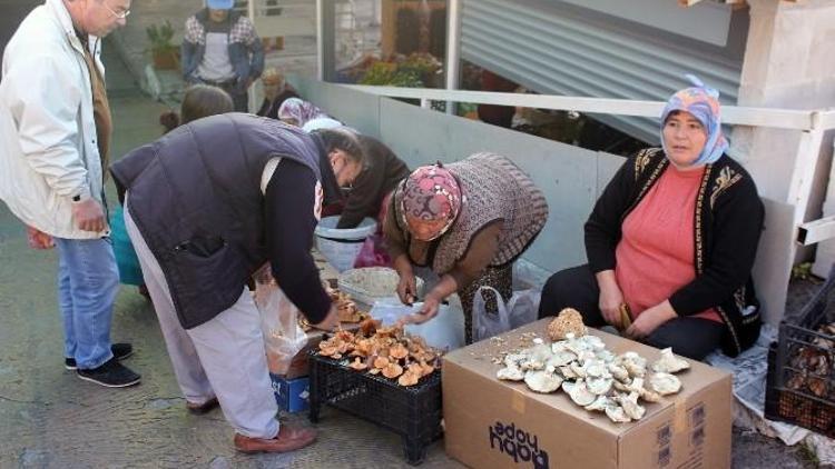 Çıntar Mevsimi Başladı