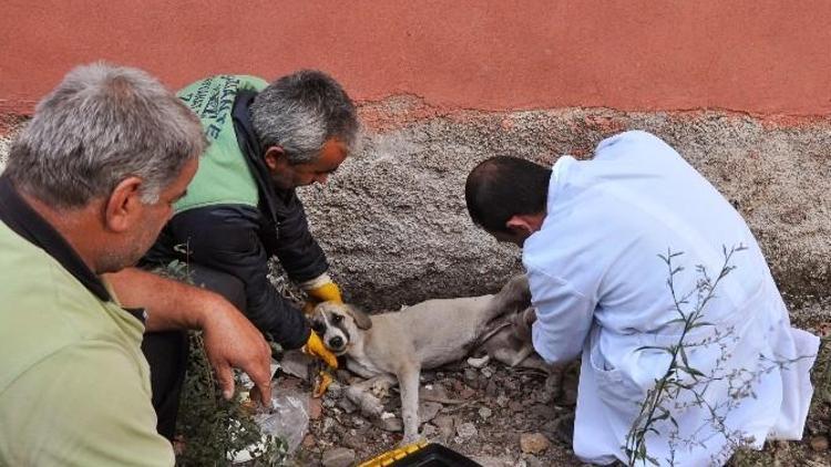 Gaziantep Hayvanat Bahçesi Sınırları Aştı