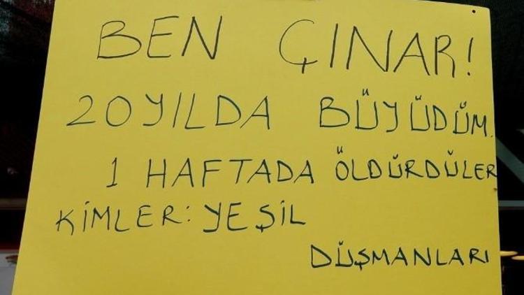 Bu Çınar İlçede Günün Konusu Oldu