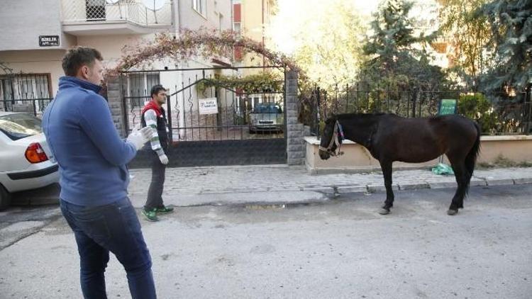 Çevreye Zarar Veren Sahipsiz Başıboş AT Yakalandı