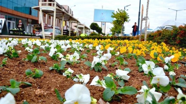 Gölbaşı Kış Çiçekleri İle Rengarenk