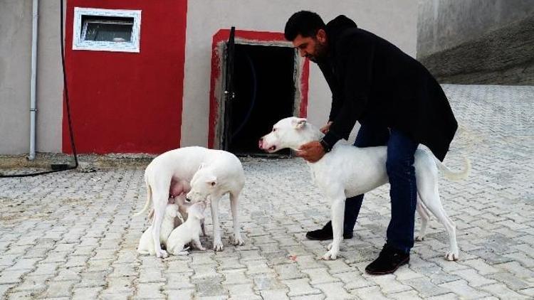 Yaban Domuzlarına Karşı Köpekli Tedbir